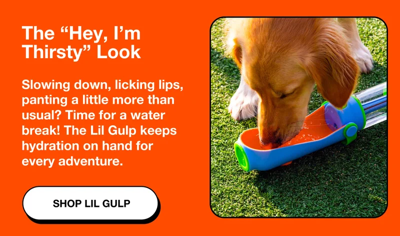 The Thirsty Pup