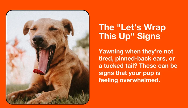 The Overwhelmed Pup