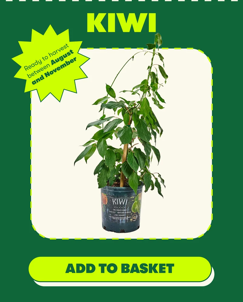 Kiwi COPY: Ready to harvest between August and November [ADD TO BASKET]