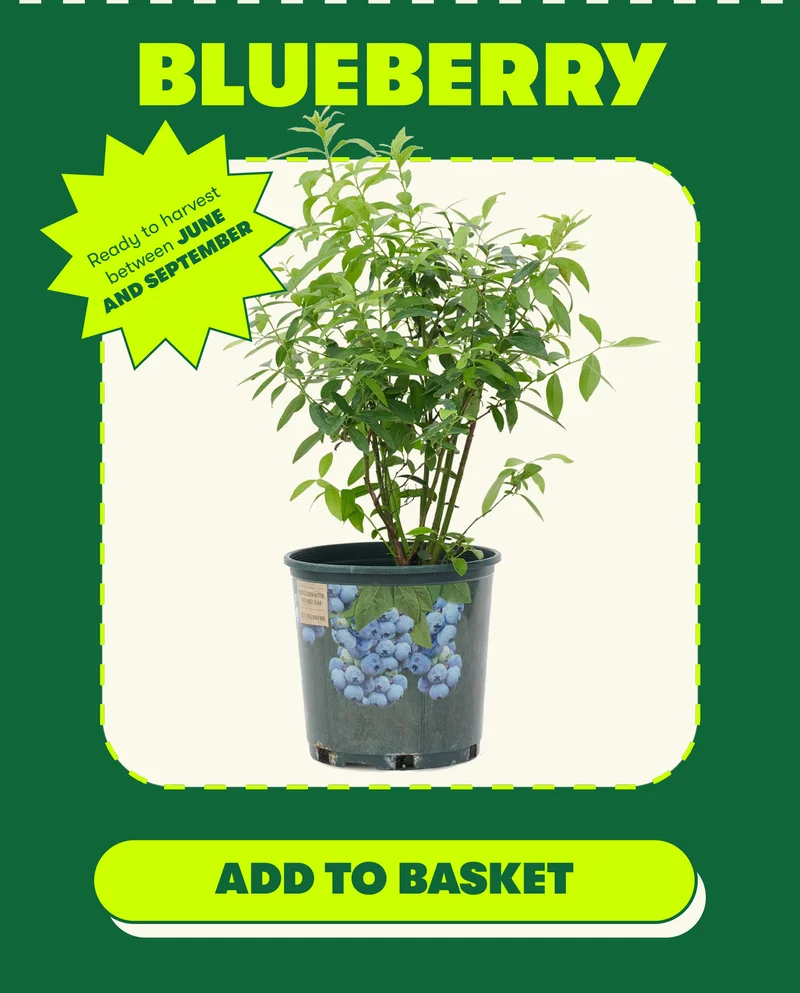 Blueberry Ready to harvest between June and September [ADD TO BASKET]