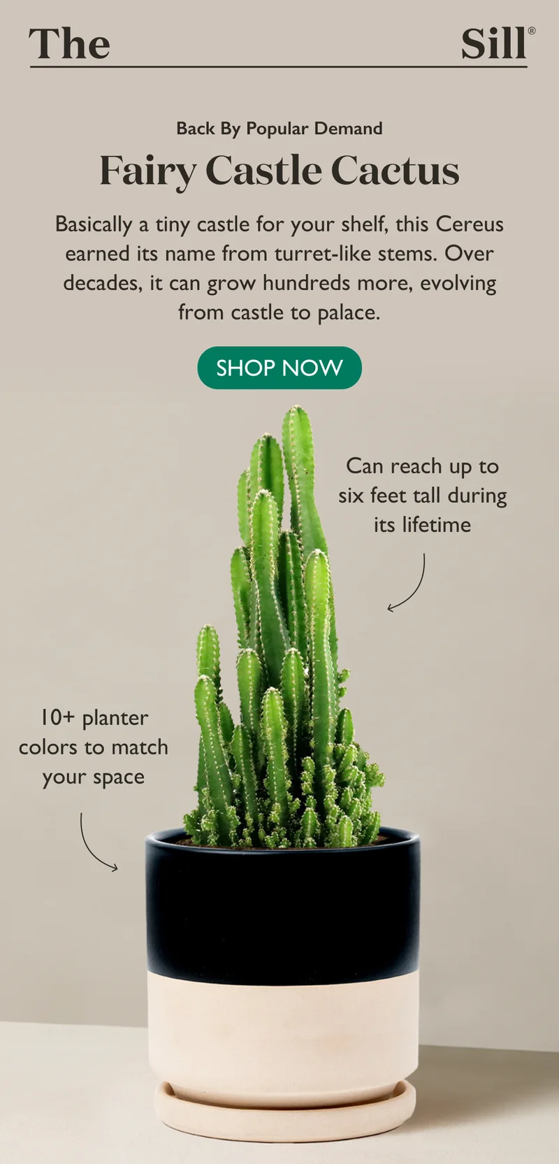 Back By Popular Demand: Fairy Castle Cactus - Shop Now