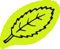 A line drawing of a leaf
