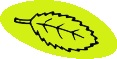 A line drawing of a leaf