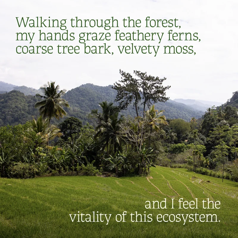 Walking through the forest, my hands graze feathery ferns, coarse tree bark, velvety moss, and I feel the vitality of this ecosystem.