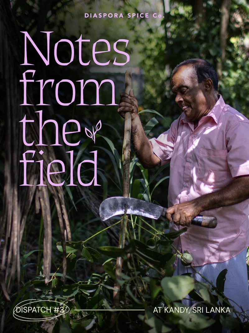 Notes from the field. Dispatch #3: It takes a village...to make cinnamon