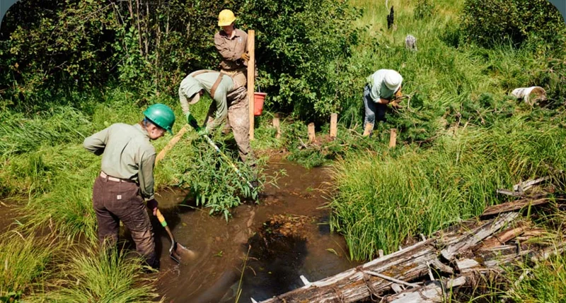 Four people digging and working in a grassy bog.