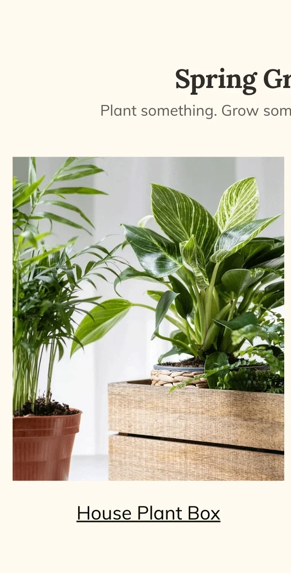 HOUSE PLANT BOX 2026 by My Garden Box