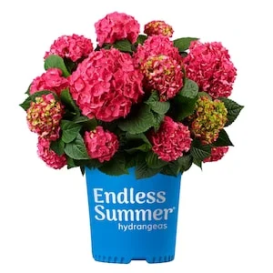 20% Off Select Outdoor Plants