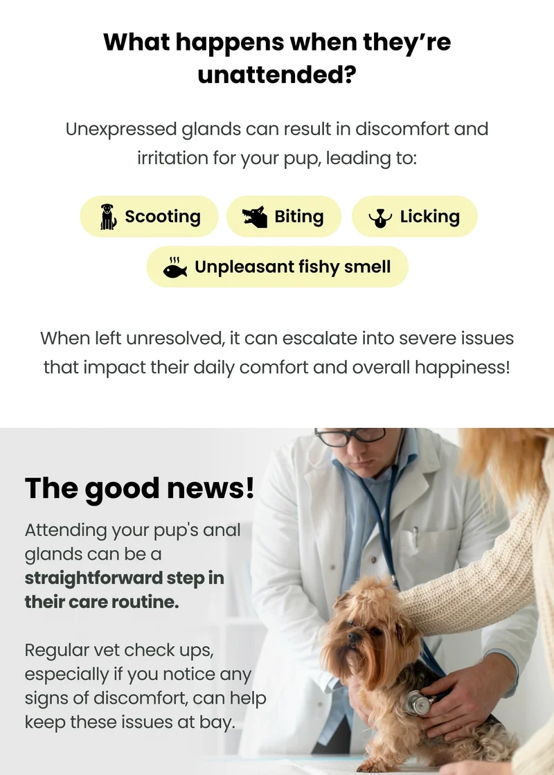 Scooch Anal Gland