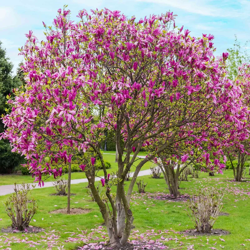 Image of Jane Magnolia