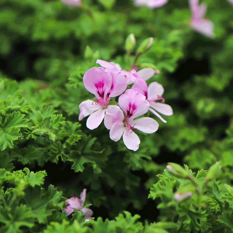 Image of Citronella Bush