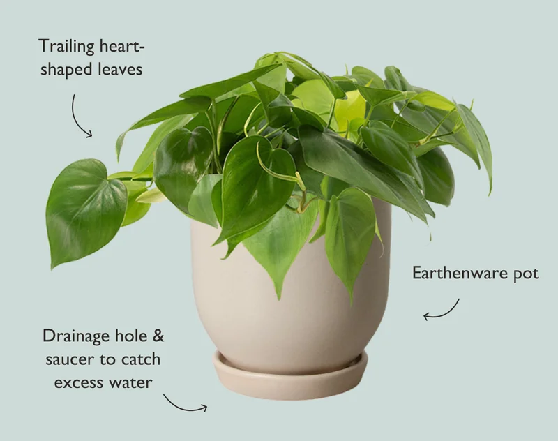 Claim Your Free Planter