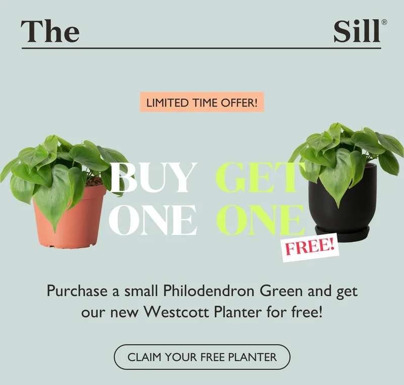 Buy a Small Philodendron Green, Get a Westcott Planter On Us