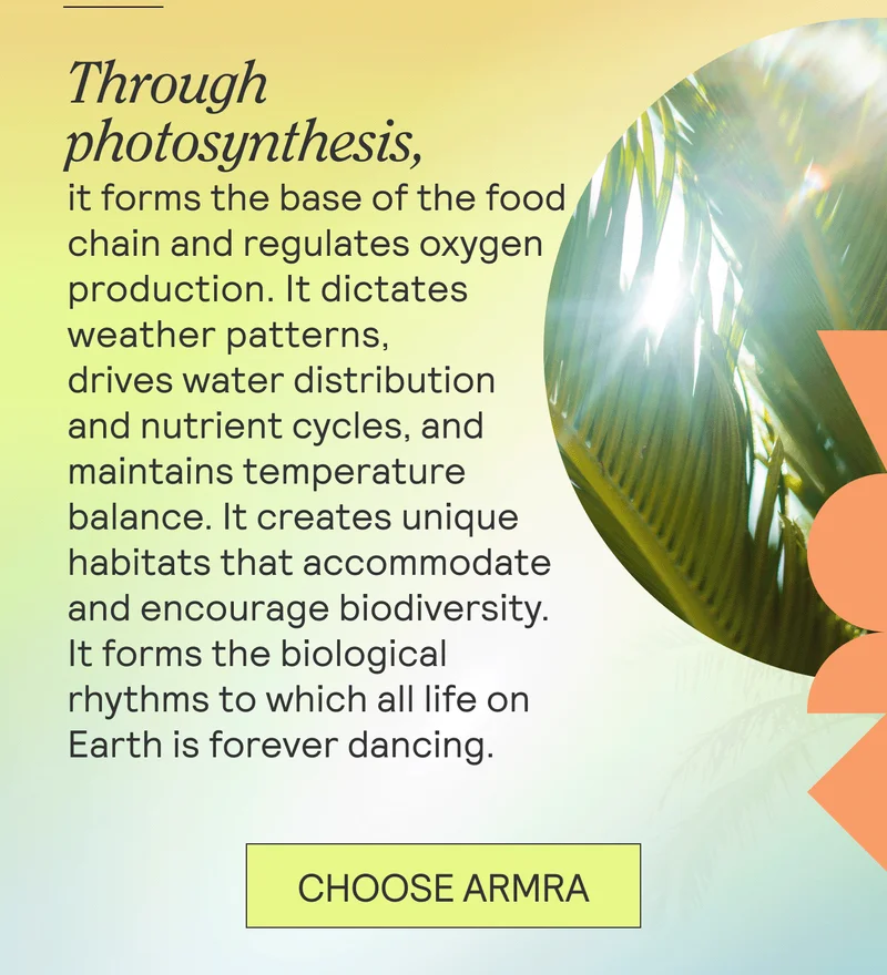 Through photosynthesis, it forms the base of the food chain and regulates oxygen production. It dictates weather patterns, drives water distribution and nutrient cycles, and maintains temperature balance. It creates unique habitats that accommodate and encourage biodiversity. It forms the biological rhythms to which all life on Earth is forever dancing.