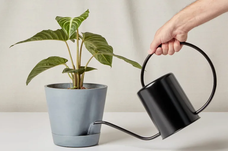 stainless steel watering can