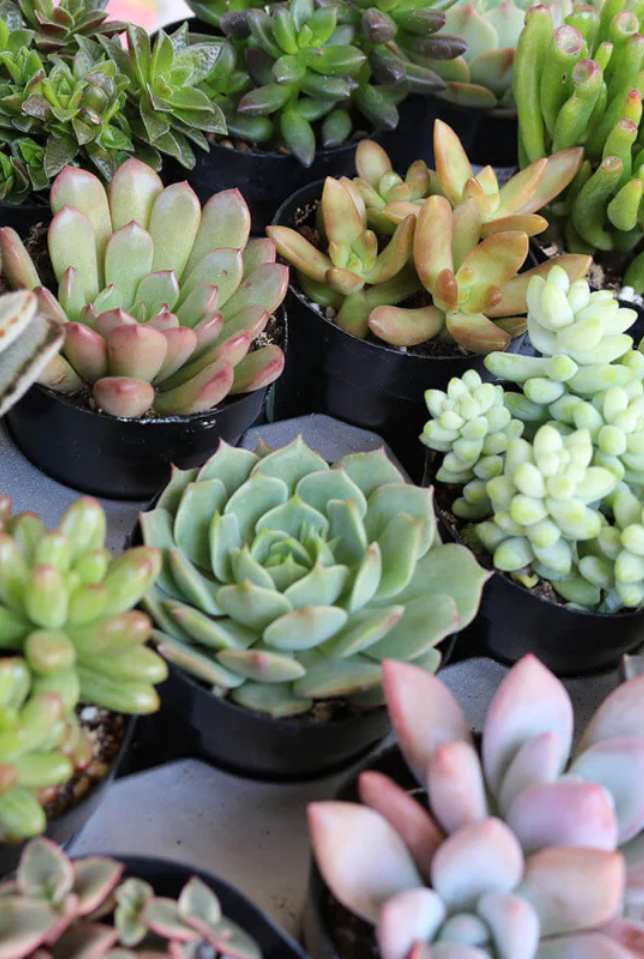 The Succulent Source