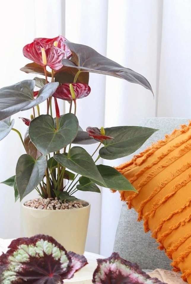Anthurium Red Flamingo Flower