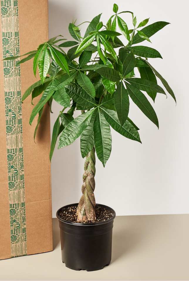 Large 10" Premium Indoor Plant Box