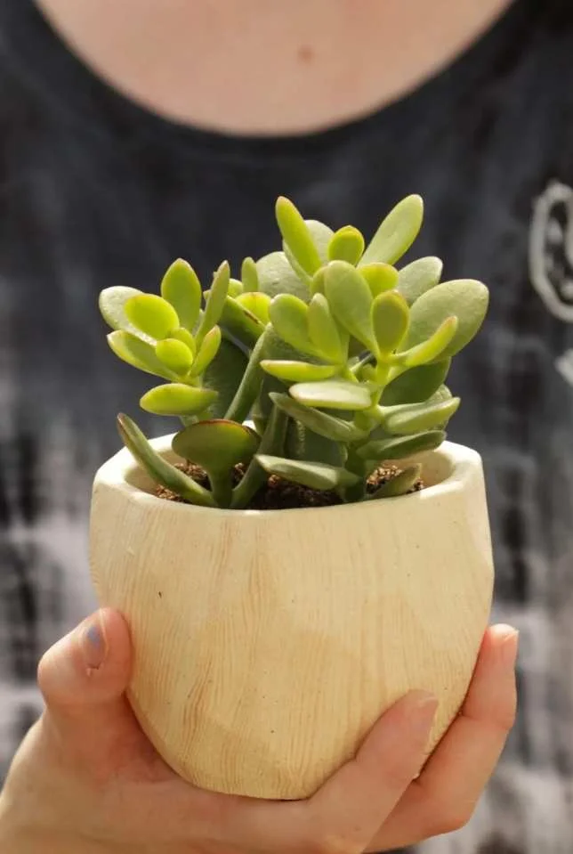 Featured Succulent from My Garden Box