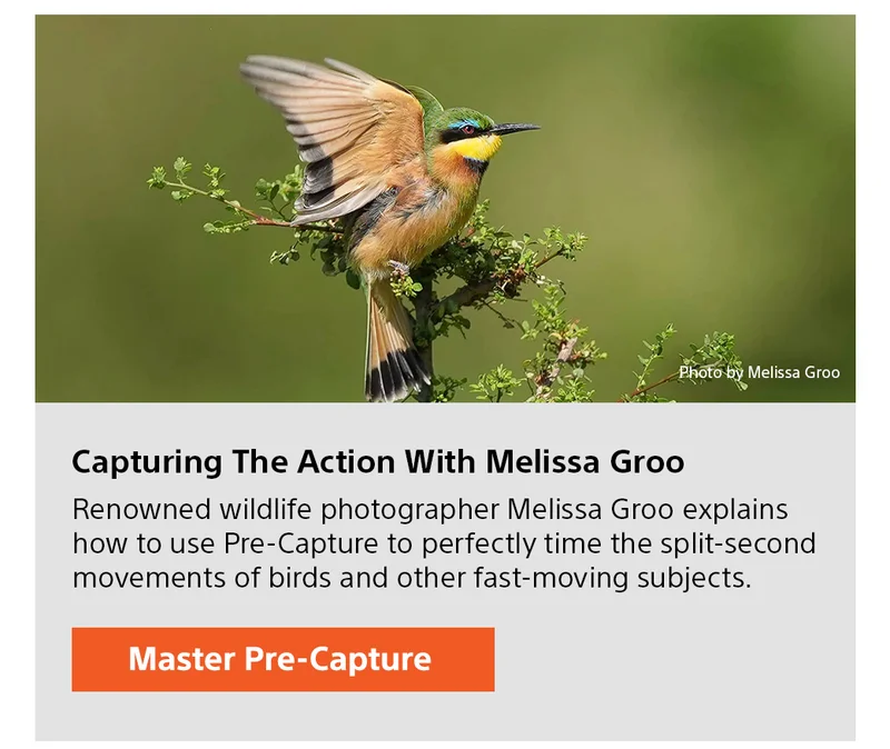 Capturing The Action With Melissa Groo | Master Pre-Capture
