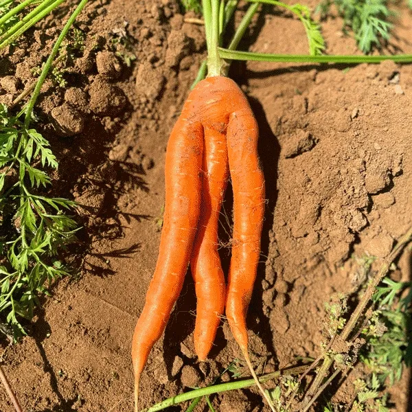 Veggie-Palooza