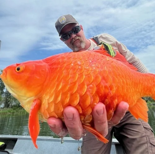 Corey Ketchum of the U.S. Fish and Wildlife service holds a giant goldfish found during a survey in Presque Isle, Pennsylvania. The service then posted a warning about releasing petstore goldfish on social media.