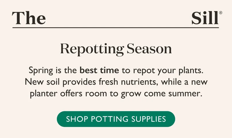 Spring is the best time to repot your plants. New soil provides fresh nutrients, while a new planter offers room to grow come summer. Shop potting supplies: