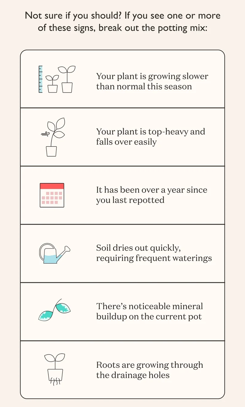 Not sure if you should repot your plants? If you see one or more of these signs, break out the potting mix: