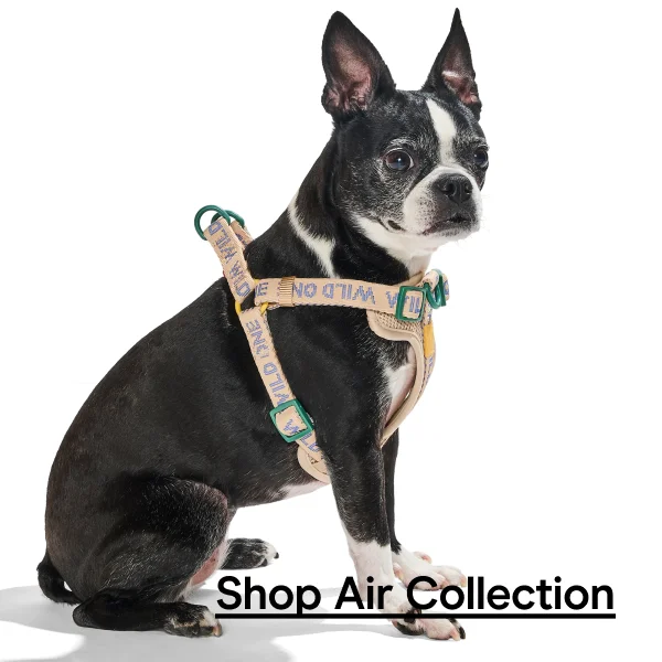 shop air collection