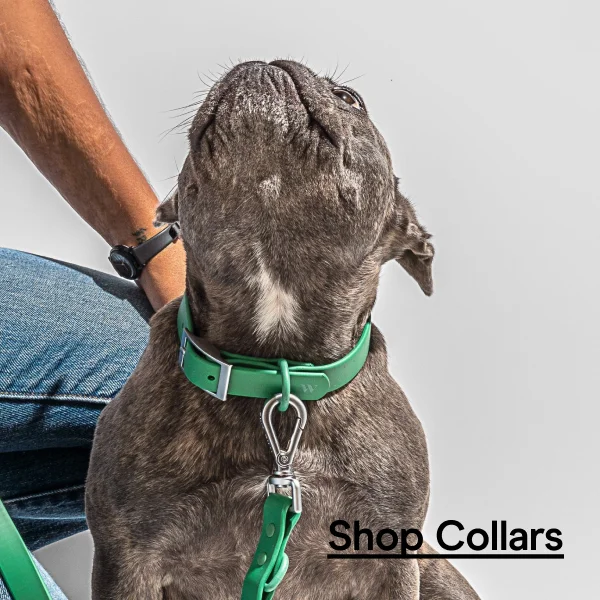shop collars