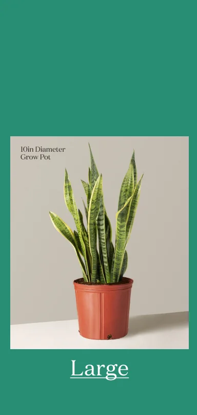 Large Plant
