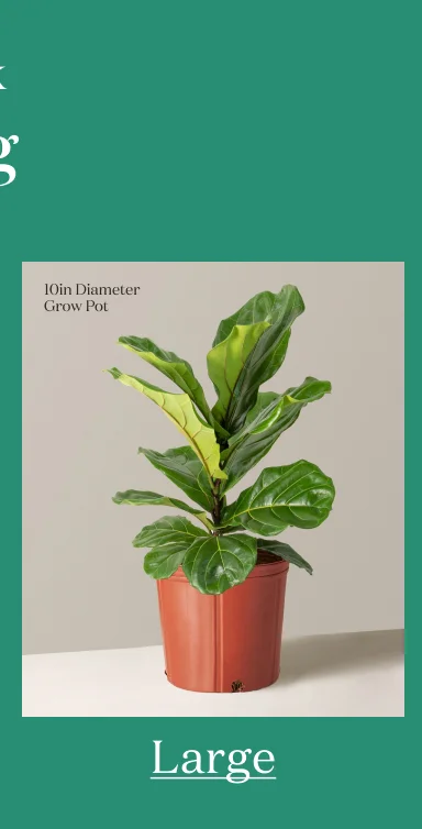 Large Plant