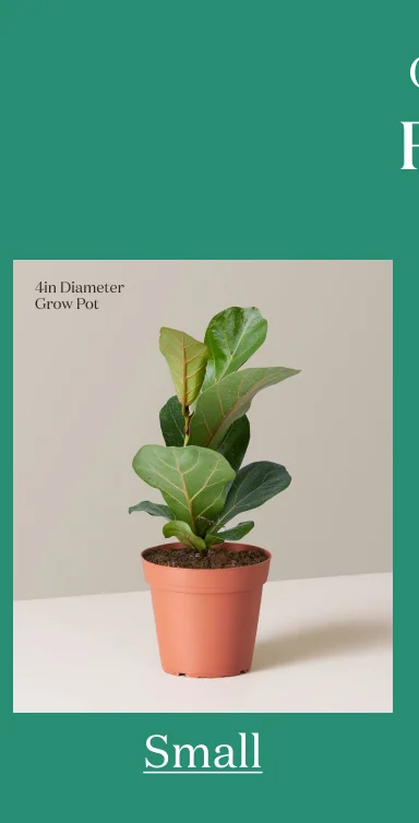 Small Plant