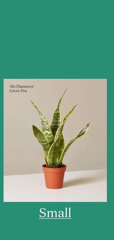Small Plant