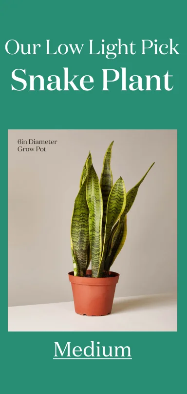 Medium Plant