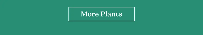 Shop More Plants