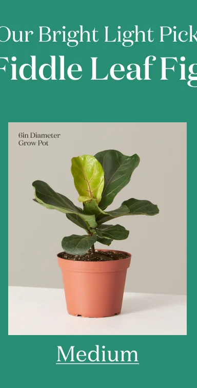 Medium Plant