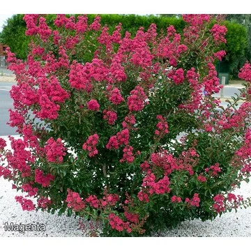Roberta's 1-Piece Dwarf Hardy Crepe Myrtle Live Plant