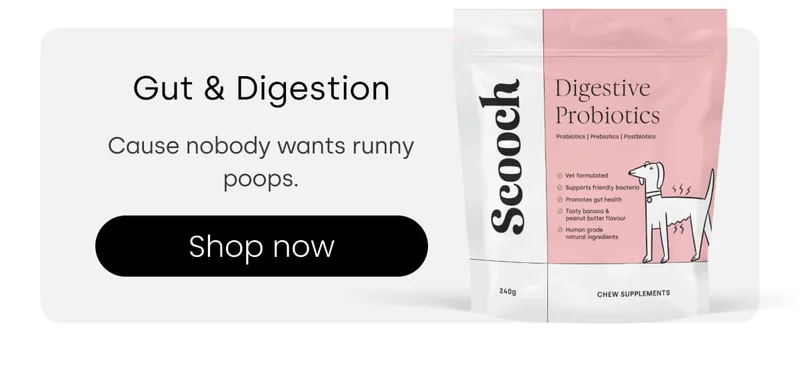 Show your love with these bestsellers - Shop Gut & Digestion