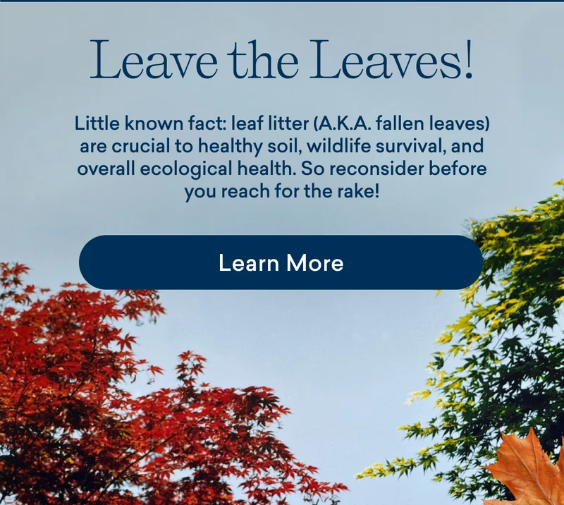 Leave the Leaves