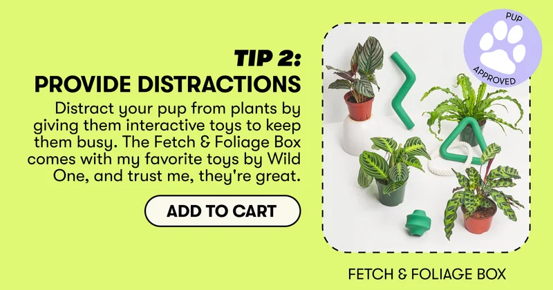 TIP 2: PROVIDE DISTRACTIONS. Distract your pup from plants by giving them interactive toys to keep them busy. The Fetch & Foliage Box comes with my favorite toys by Wild One, and trust me, they're great. Fetch & Foliage Box. Add to cart.
