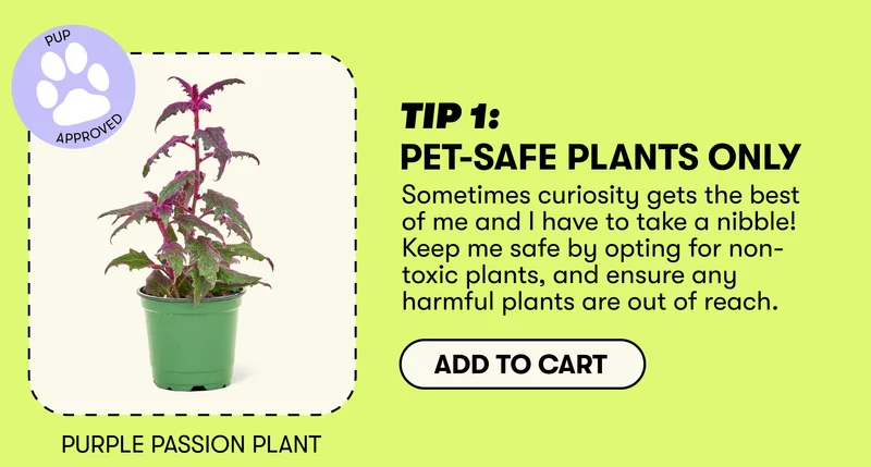 TIP 1: PET-SAFE PLANTS ONLY. Sometimes curiosity gets the best of me and I have to take a nibble! Keep me safe by opting for non-toxic plants, and ensure any harmful plants are out of reach. Purple Passion Plant. Add to cart.