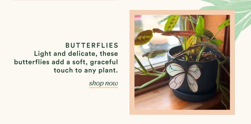butterflies