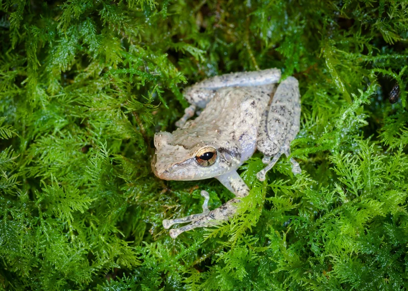 A common coquí (Eleutherodactylus coqui) sings its iconic “Ko-kee” call, a sound that defines Puerto Rico’s nights. Once celebrated in Taíno legends, this tiny amphibian now symbolizes the fight to protect the island’s fragile ecosystems and cultural identity.
