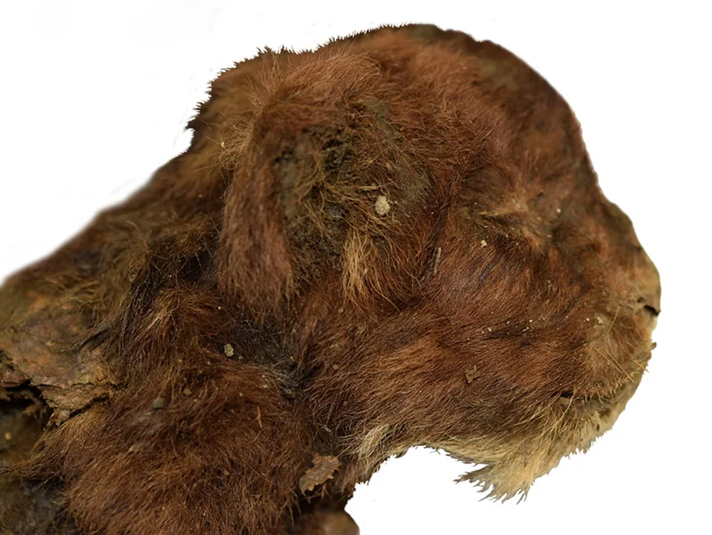 Diggers searching for woolly mammoth tusks unearthed a sabertooth cub mummified in Siberian permafrost. The specimen is around 32,000 years old.