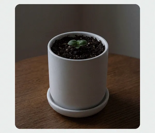 Start your garden