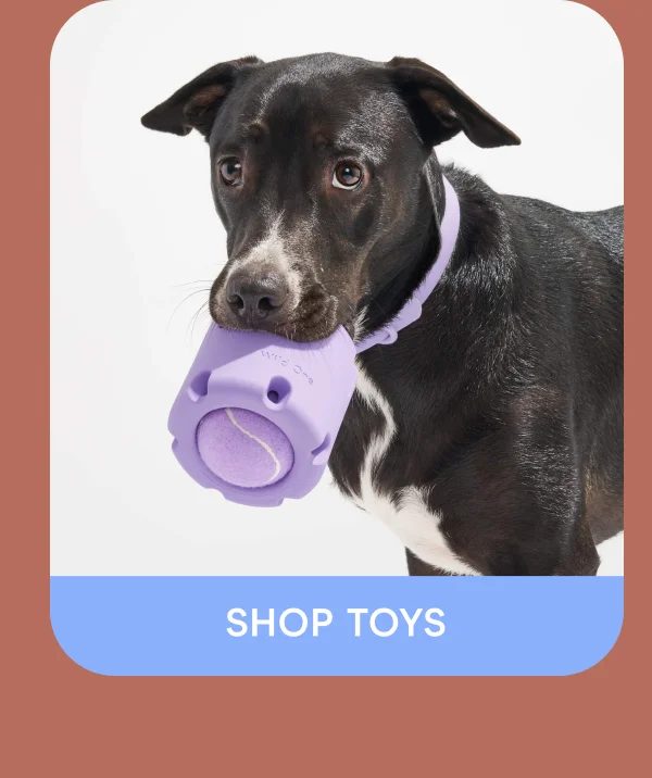 Shop Toys