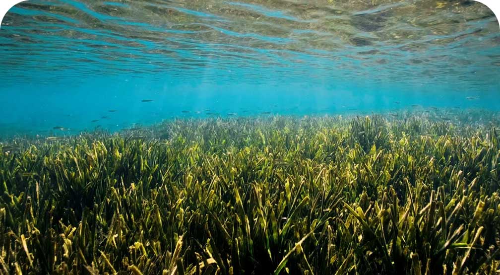 A large patch of seagrass growing underwater.
