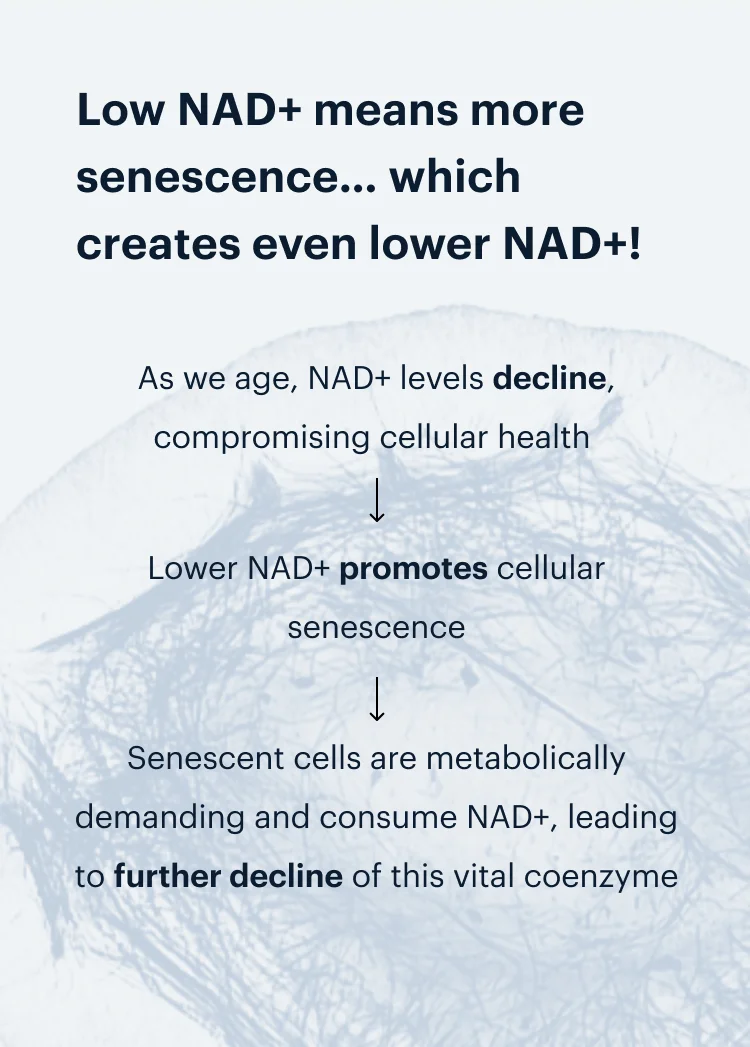 Low NAD+ means more senescence… which creates even lower NAD+!
