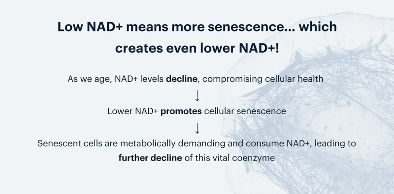 Low NAD+ means more senescence… which creates even lower NAD+!